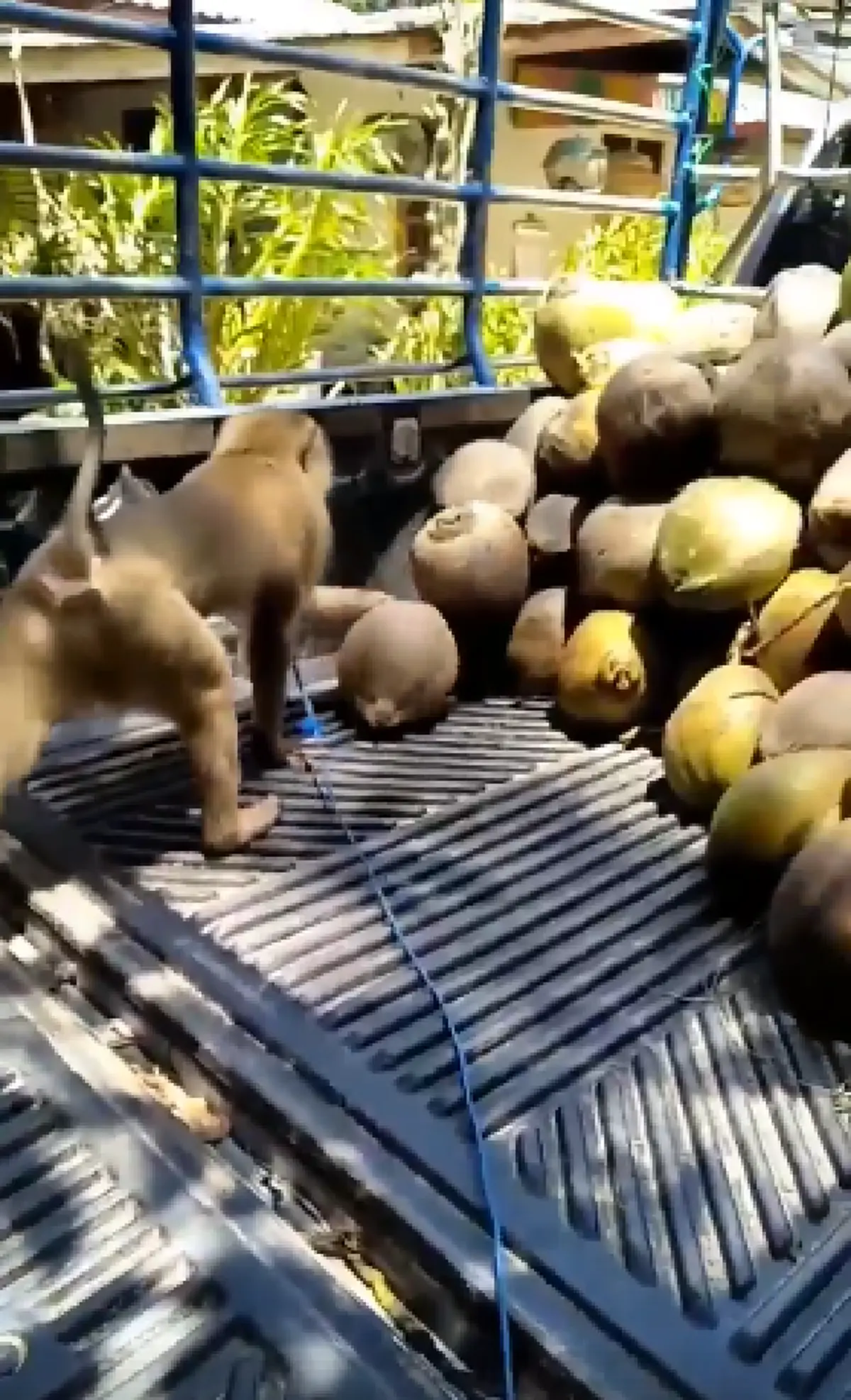 เมื่อลิงโดนใช้งานหนัก จนมีน้ำโห ขนมะพร้าวลงจากรถแบบเหวี่ยงๆ