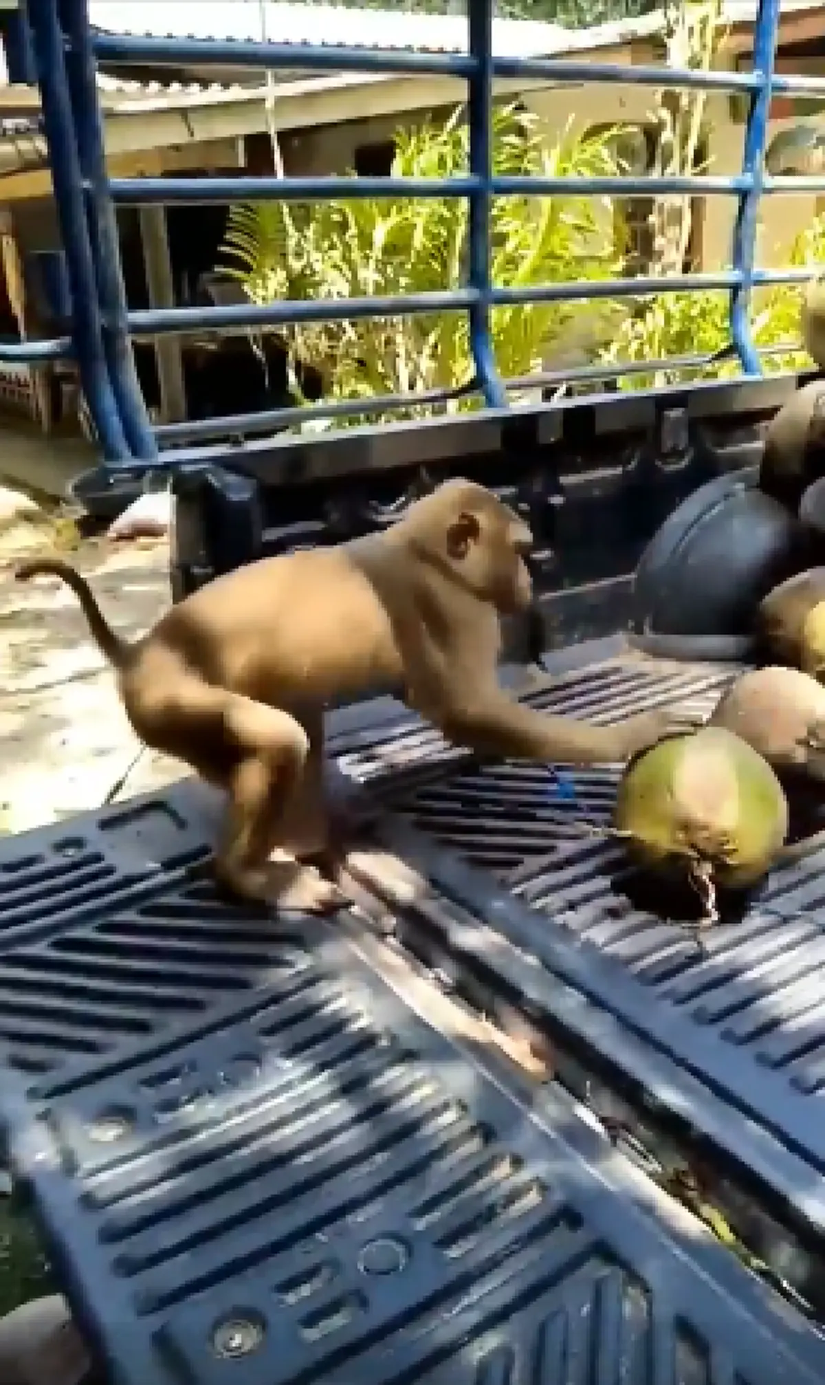 เมื่อลิงโดนใช้งานหนัก จนมีน้ำโห ขนมะพร้าวลงจากรถแบบเหวี่ยงๆ