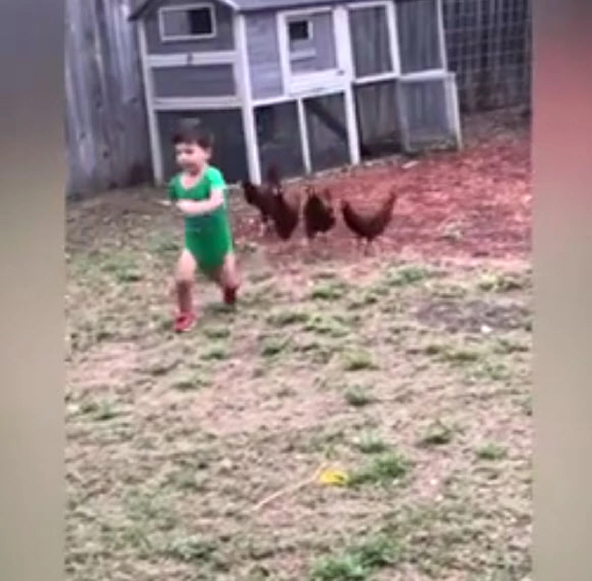 ขำท้องแข็ง !!! รวมสุดยอด "ไก่ขาโหด" ไล่จิกทั้งเด็ก-ทั้งผูู้ใหญ่ ทำคนดูฮากระจาย แต่คนโดนวิ่งหนีกระเจิง !!! (ชมคลิป)