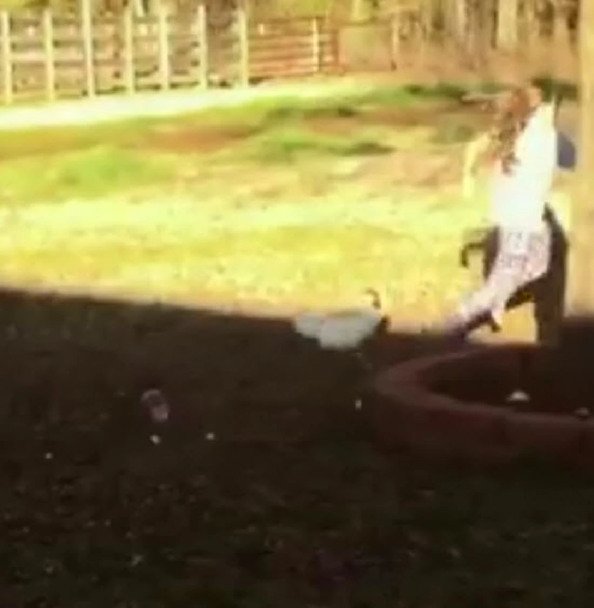 ขำท้องแข็ง !!! รวมสุดยอด "ไก่ขาโหด" ไล่จิกทั้งเด็ก-ทั้งผูู้ใหญ่ ทำคนดูฮากระจาย แต่คนโดนวิ่งหนีกระเจิง !!! (ชมคลิป)