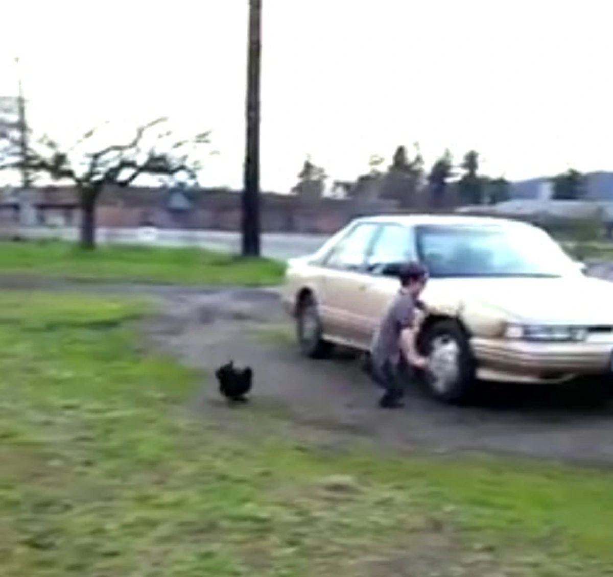 ขำท้องแข็ง !!! รวมสุดยอด "ไก่ขาโหด" ไล่จิกทั้งเด็ก-ทั้งผูู้ใหญ่ ทำคนดูฮากระจาย แต่คนโดนวิ่งหนีกระเจิง !!! (ชมคลิป)