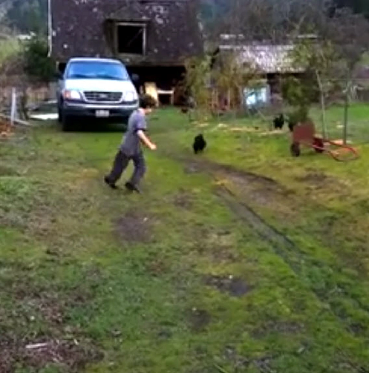 ขำท้องแข็ง !!! รวมสุดยอด "ไก่ขาโหด" ไล่จิกทั้งเด็ก-ทั้งผูู้ใหญ่ ทำคนดูฮากระจาย แต่คนโดนวิ่งหนีกระเจิง !!! (ชมคลิป)