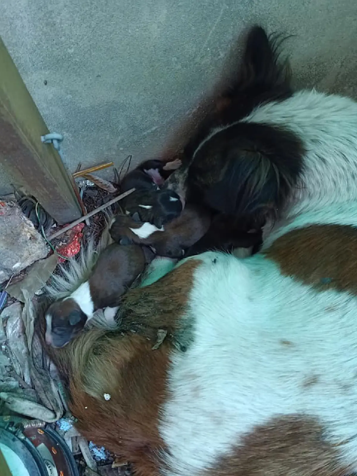 สาววอน ช่วยตูบถูกทิ้งพร้อมลูกๆ เพื่อจะได้ปลอดภัย