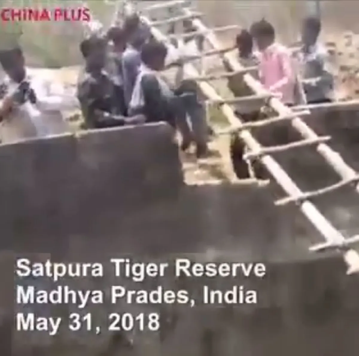 หมดสภาพนักล่า!! "เสือโคร่งอินเดีย" พลัดตกบ่อน้ำลึก ชาวบ้านสงสารแอบส่งบันไดช่วย พอขึ้นมาได้ ส่งสายตาขอบคุณเขินๆ ก่อนเผ่นแน่บหาย (คลิป)