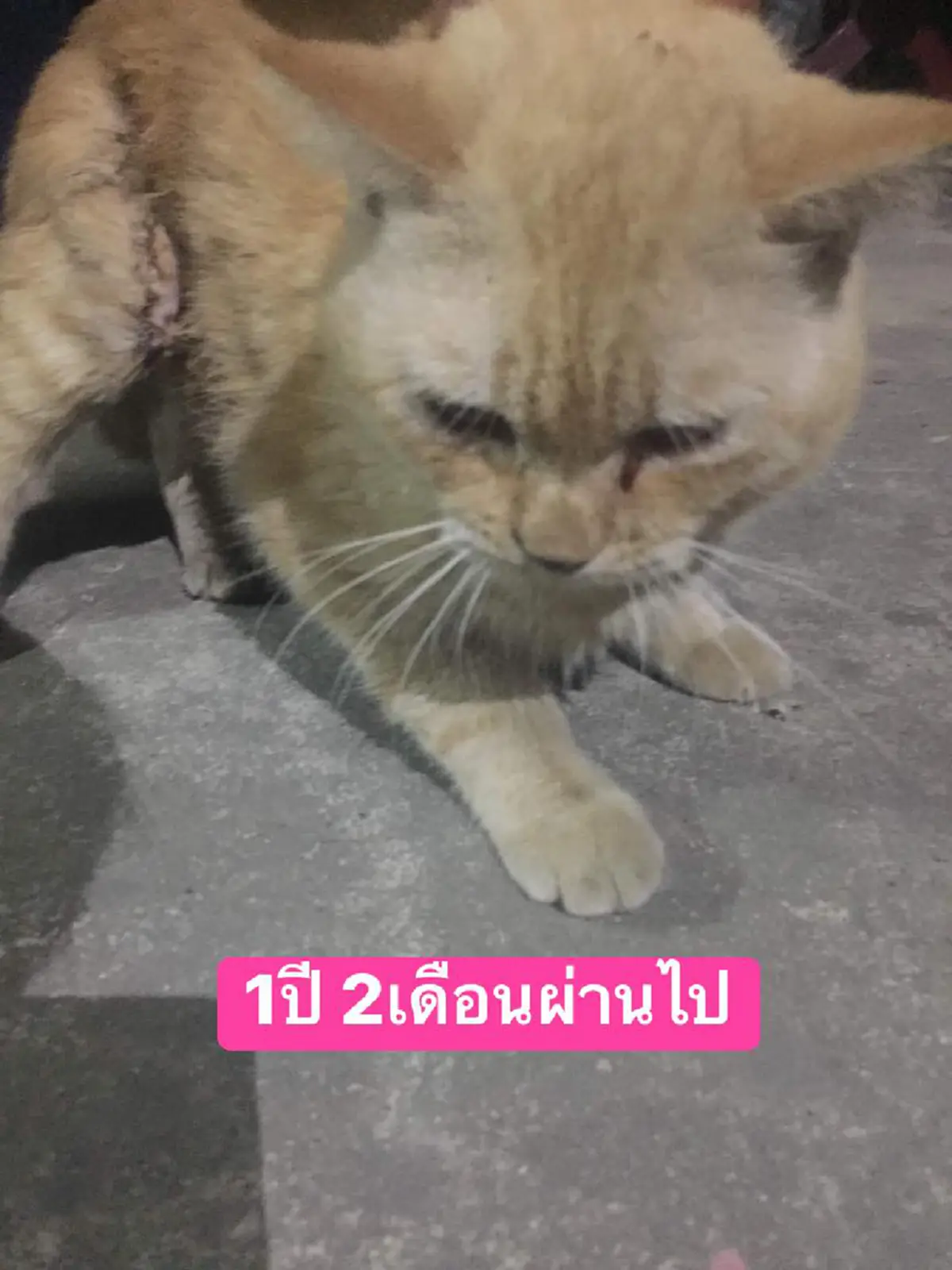 สาวออกตามหาแมวที่หายไปนานถึง 1 ปี 2 เดือน จนได้พบกันอีกครั้งกับความเปลี่ยนแปลง