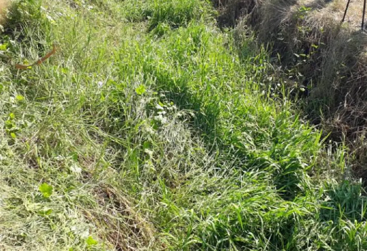 นิติเวชรพ.ตร. ไม่พบบาดแผล บนร่าง "น้องซูลุยผิว" รอตรวจDNAเสื้อผ้าซ้ำ เร่งหาเหตุเสียชีวิต