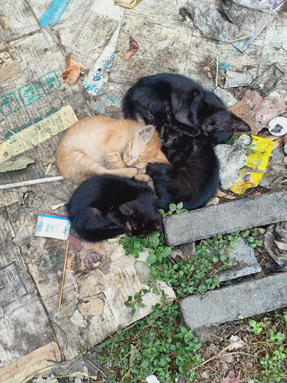 สาวโพสต์หาบ้านให้แมว สุดสงสารเห็นพวกมันนอนอยู่ข้างกองขยะ