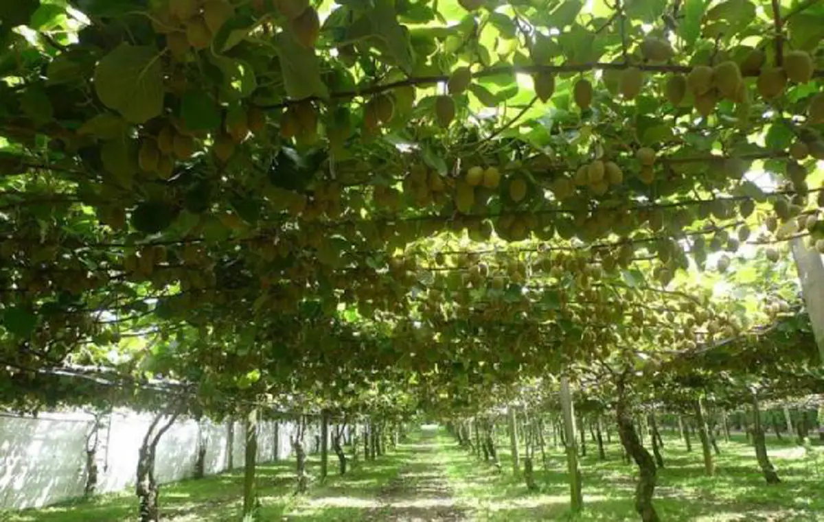 #รู้หรือไม่!! “พืชผักผลไม้” 20 ชนิด ก่อนจะมาเป็นอาหาร มันเคยมีหน้าตา แบบนี้มาก่อน เห็นแล้วถึงกับขยี้ตารัวๆ !! (ชมภาพ)