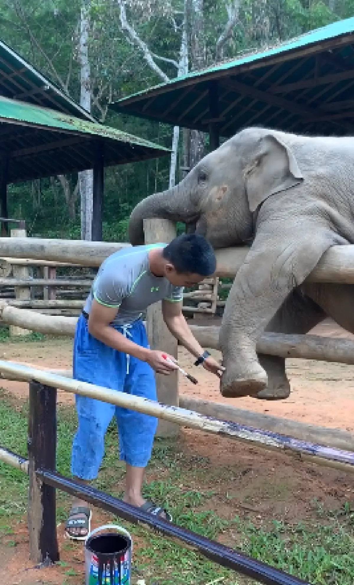 หนุ่มนั่งทาสีคอกไม้ เจอช้างน้อยซนป่วน ยกขาเอางวงคล้องคอมาแกล้ง จะชวนเล่นท่าเดียวไม่ยอมให้ทำงาน (คลิป)