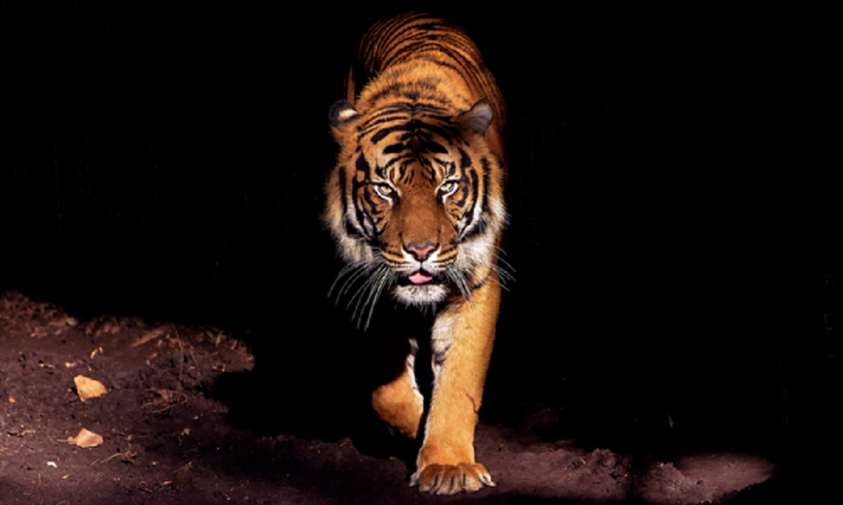 ทั้งประเทศไม่เคยรู้!! เฉลยแล้ว กิน “จู๋เสือ” ทำให้หนุ่มอึด ถึก ทน สามารถร่วมเพศได้หลายครั้งจริงหรือไม่ !??