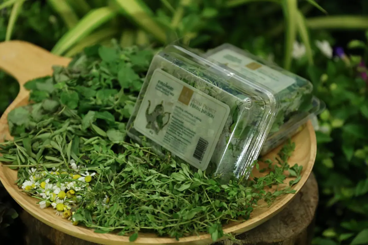 มูลนิธิโครงการหลวง แถลงข่าวจัดงาน “โครงการหลวง 49” น้ำพระทัย จากฟ้าสู่ดิน ระหว่างวันที่ 3-13 สิงหาคม 2561 ณ ศูนย์การค้าเซ็นทรัลเวิลด์