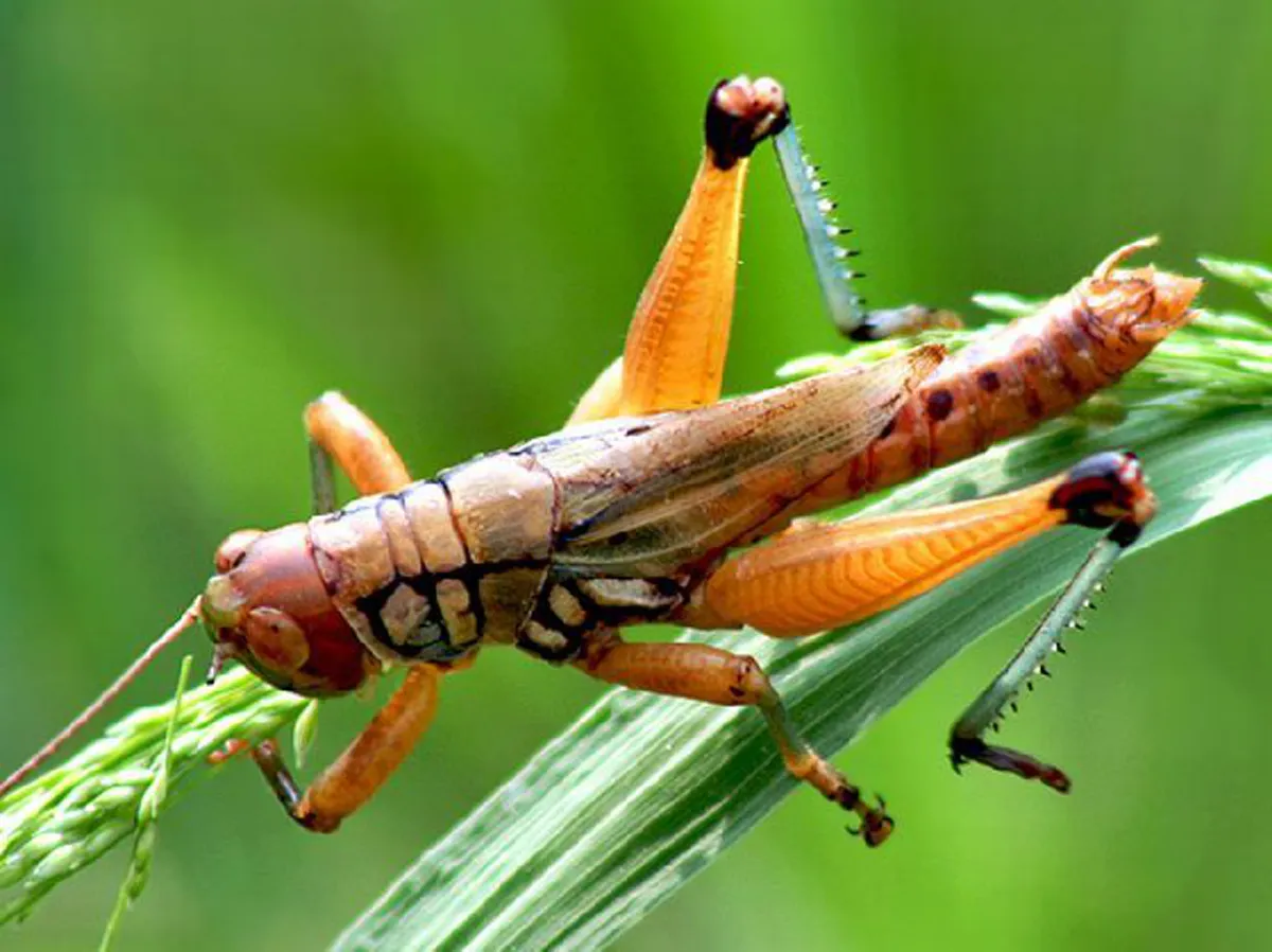 อ้วกแทบพุ่ง!! เอาจริงดิ?? 10 อันดับ แมลงประหลาดที่กินได้เพื่อความอยู่รอด!! ใครเคยกินตัวไหนบ้าง?? (รายละเอียด)