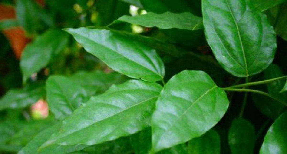 ใครไม่อยากแก่ต้องดู!!! 10 ผักพื้นบ้านริมรั้ว ช่วยบำรุงสมอง ต้านความจำเสื่อม ชะลอความแก่ รู้แล้วรีบหามากินด่วน