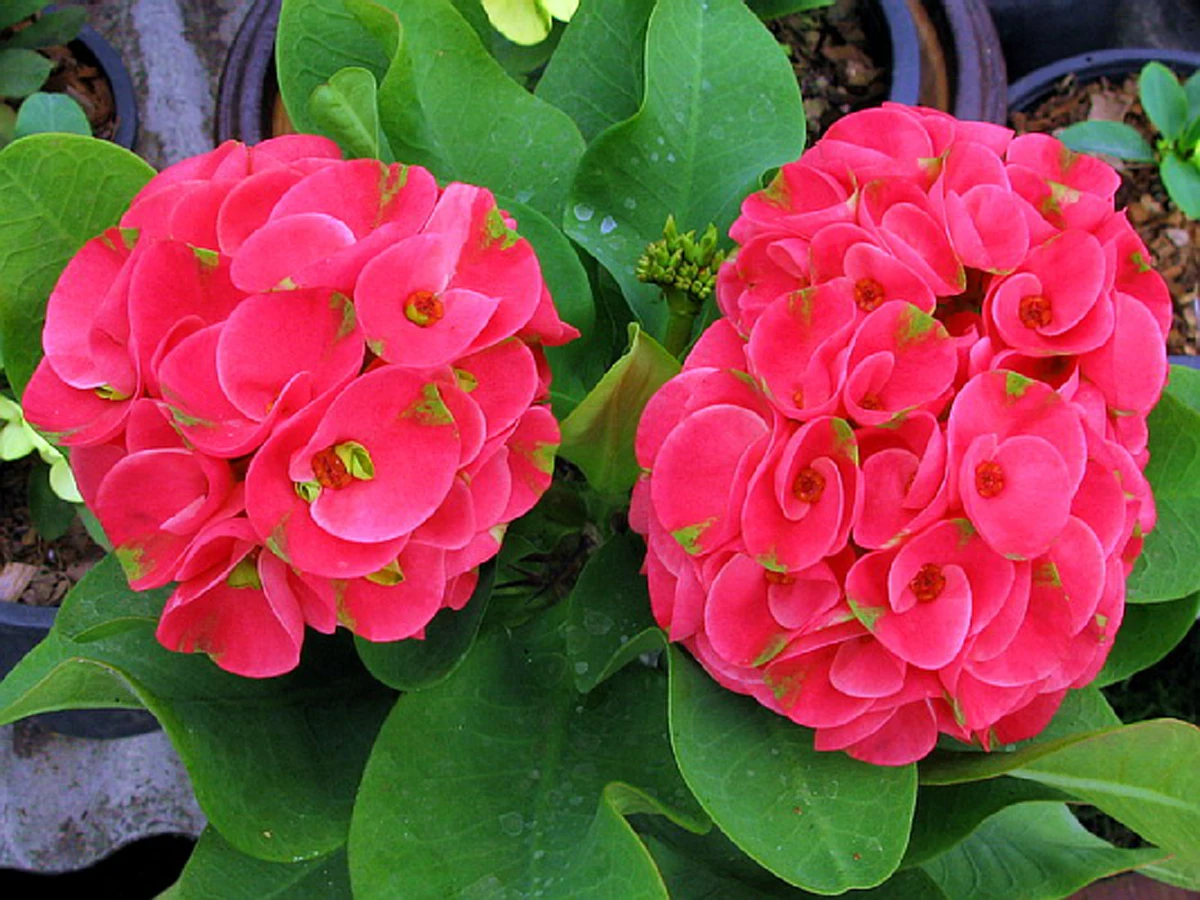 ต้นโป๊ยเซียน