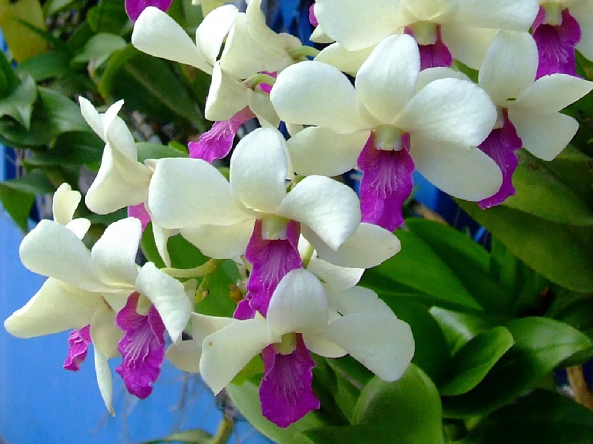 รีบปลูกไว้..ดีทั้งครอบครัว "๒๐ ต้นไม้มงคล"เชื่อว่าหากบ้านใดปลูกต้นไม้มงคลในบ้าน จะส่งผลให้ผู้ที่อยู่อาศัยในบ้านได้รับมงคลตามไปด้วย..