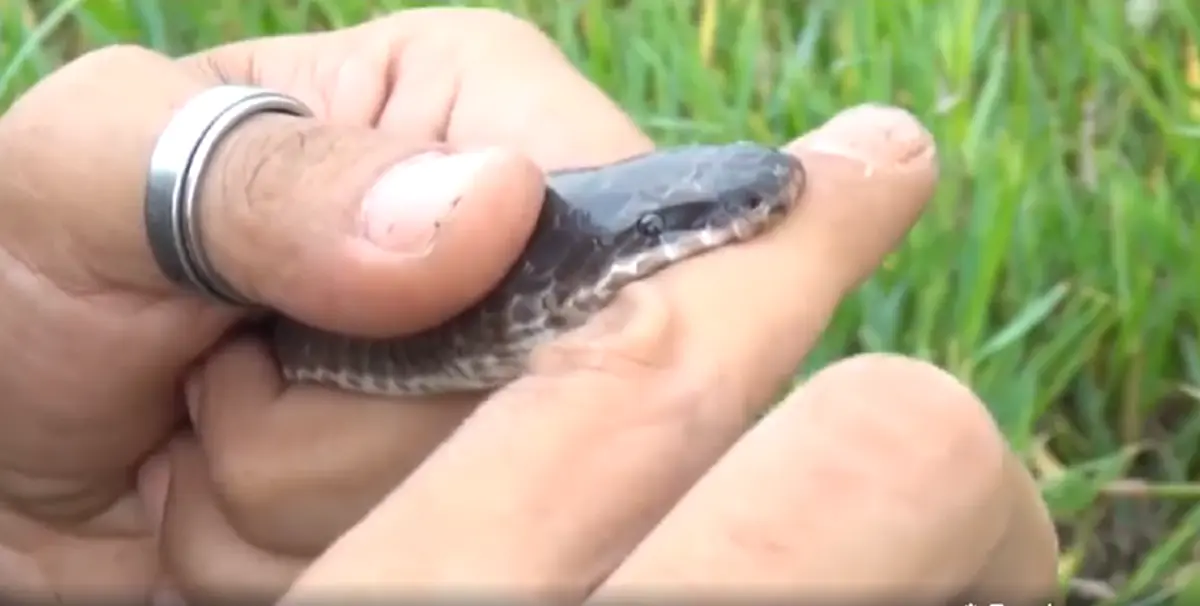 หนุ่มทุ่มสุดตัวพิสูจน์ให้เห็น จับงูมากัดตัวเอง พร้อมชี้แจง ถ้าเจอห้ามตี จะเกิดผลร้ายตามมาน่ากลัวกว่าที่คิด