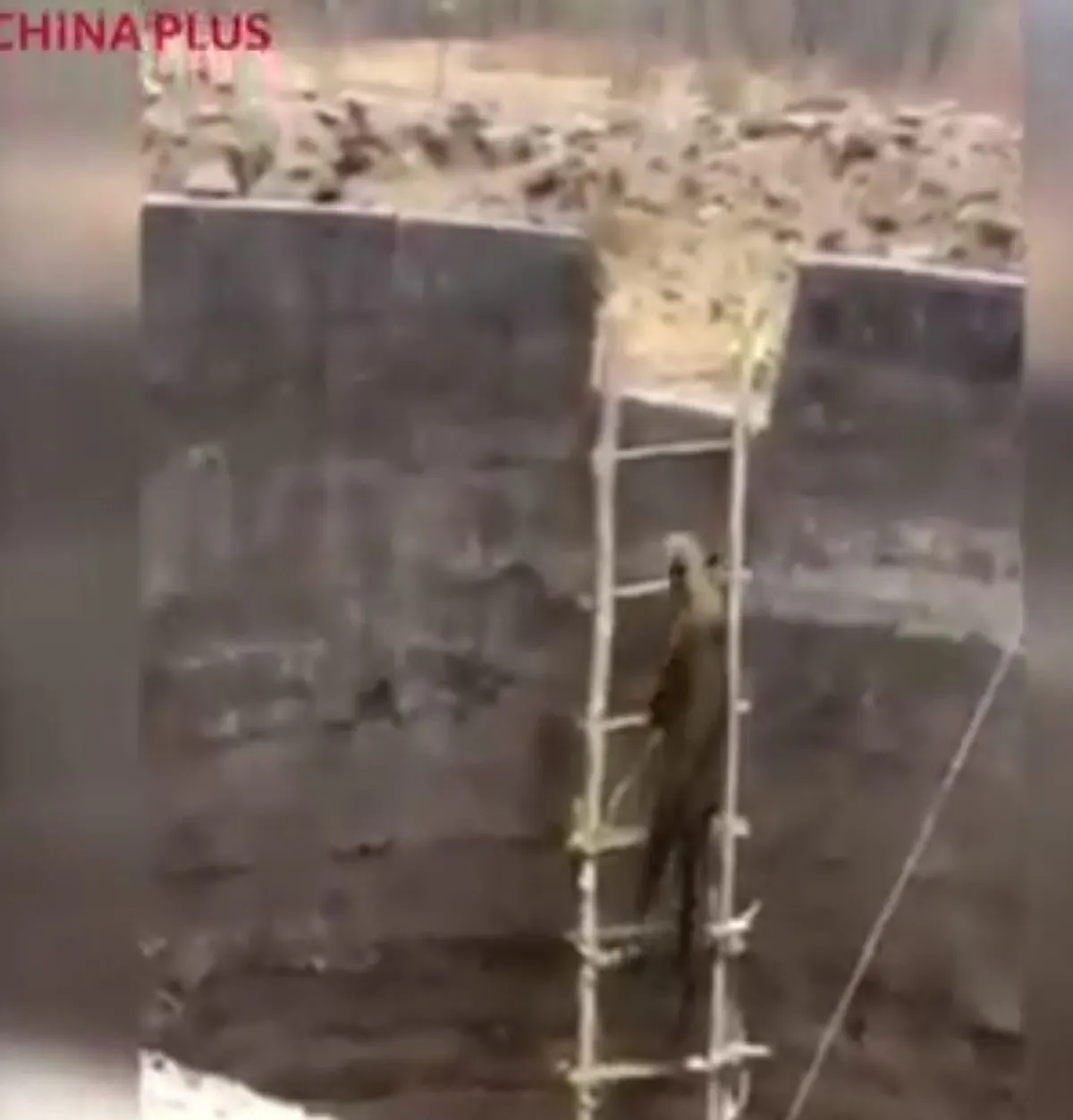 หมดสภาพนักล่า!! "เสือโคร่งอินเดีย" พลัดตกบ่อน้ำลึก ชาวบ้านสงสารแอบส่งบันไดช่วย พอขึ้นมาได้ ส่งสายตาขอบคุณเขินๆ ก่อนเผ่นแน่บหาย (คลิป)