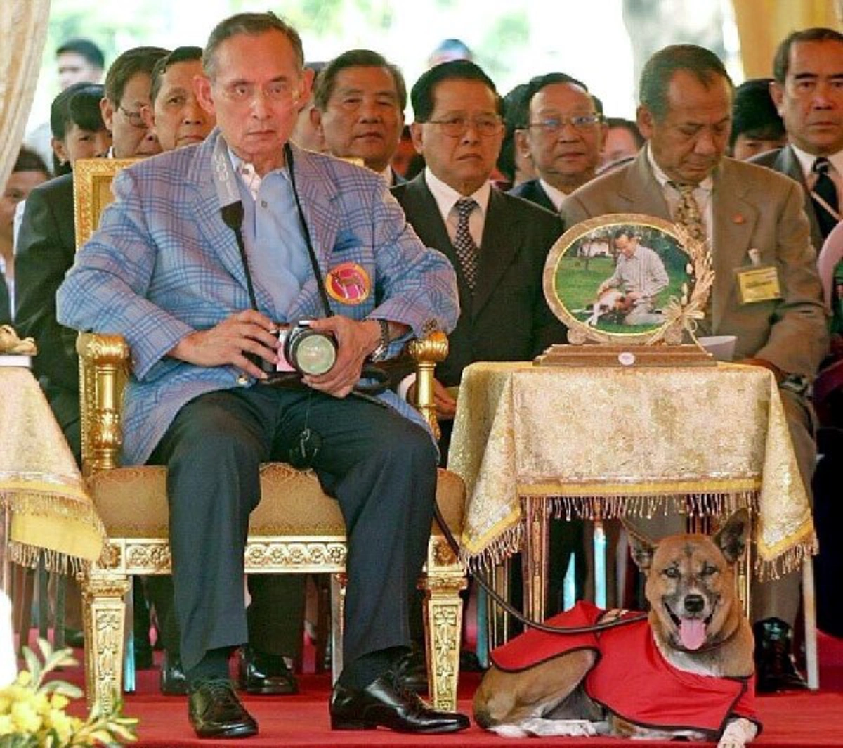 ความสุขของพ่อหลวง!! ทรงรับสั่งถาม "รู้ไหมว่าทองแดงนอนที่ไหน?" เรื่องชวนอมยิ้มของ"คุณทองแดง" สุนัขทรงเลี้ยง..ผู้จงรักภักดีต่อในหลวงร.๙ (คลิป)