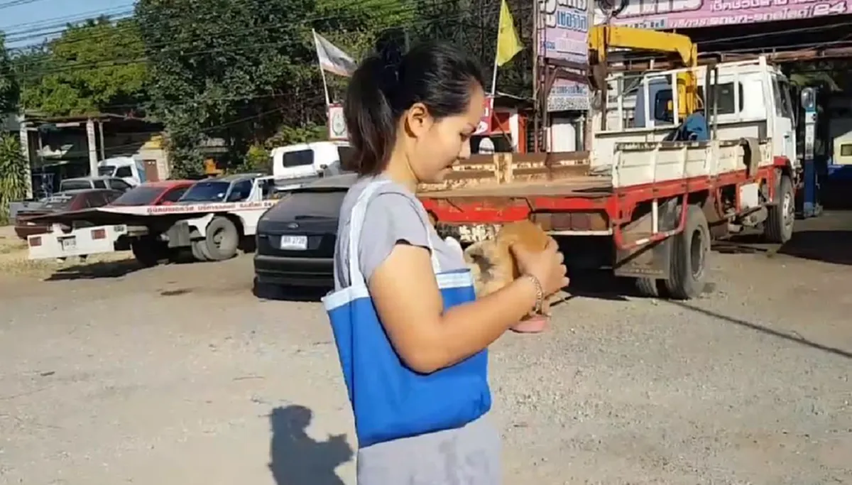 \"สิบล้อ\"หยุดให้ \"สาว\"น้ำใจงาม วิ่งไปช่วย\"ลูกเเมวตัวน้อย\"กลางถนนมิตรภาพ (คลิป)
