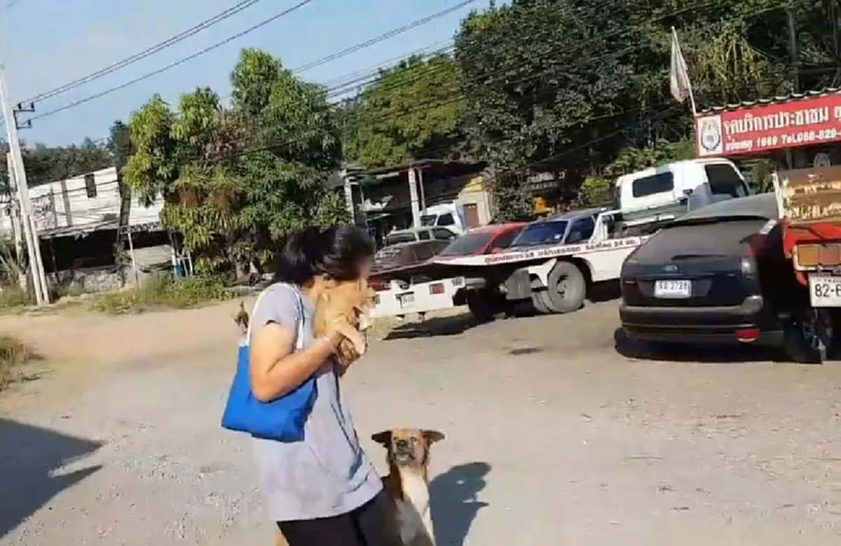 \"สิบล้อ\"หยุดให้ \"สาว\"น้ำใจงาม วิ่งไปช่วย\"ลูกเเมวตัวน้อย\"กลางถนนมิตรภาพ (คลิป)