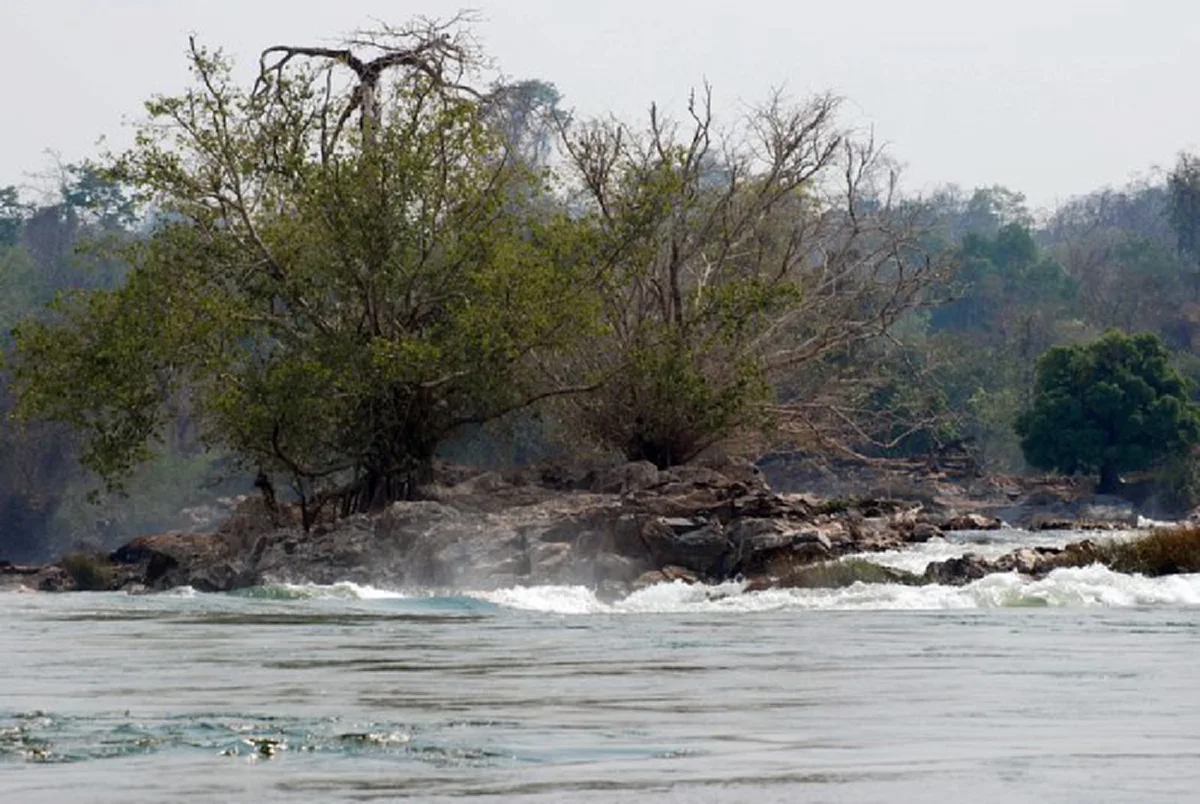 ศักดิ์สิทธิ์มาก! “ต้นมณีโคตร-ต้นชี้ตายปลายชี้เป็น” ต้นไม้ในตำนานแห่งลุ่มแม่น้ำโขง แหกกกฎธรรมชาติ รากฝอยชี้ฟ้า กิ่งก้านทิ่มลงดิ่ง มีที่เดียว!