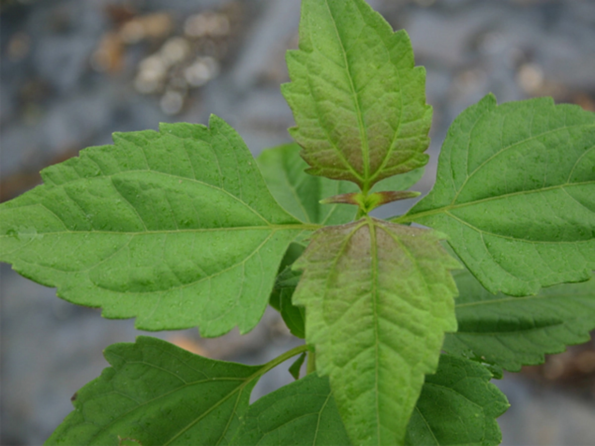 รู้แบบนี้ทำนานแล้ว!! ไม่ต้องลงมือฆ่า! 5 วิธีไล่ จิ้งจก ตุ๊กแก ออกจากบ้านแบบง่ายๆ จบปัญหาขี้เลอะเทอะกวนใจ แบบง่ายนิดเดียว! ไม่ต้องฆ่าให้บาป!!