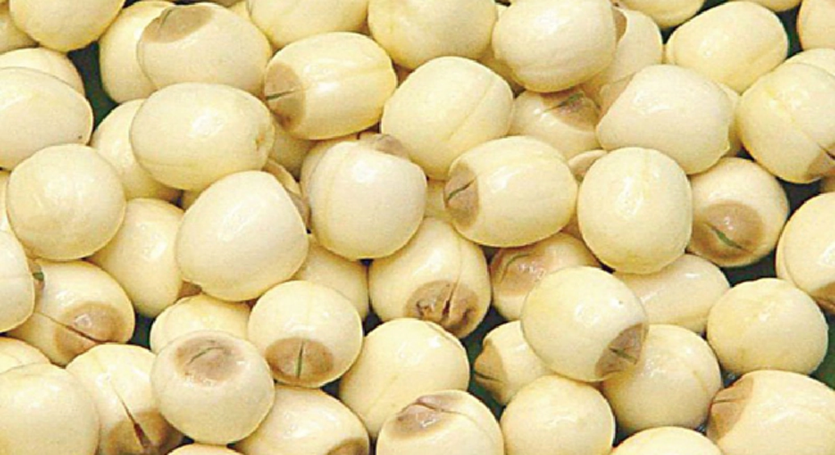 รีบหามาทานด่วน!!! "เม็ดบัว" พืชสมุนไพรมหัศจรรย์ บำบัดโรคได้หลายชนิด มีคุณประโยชน์น่าเหลือเชื่อ