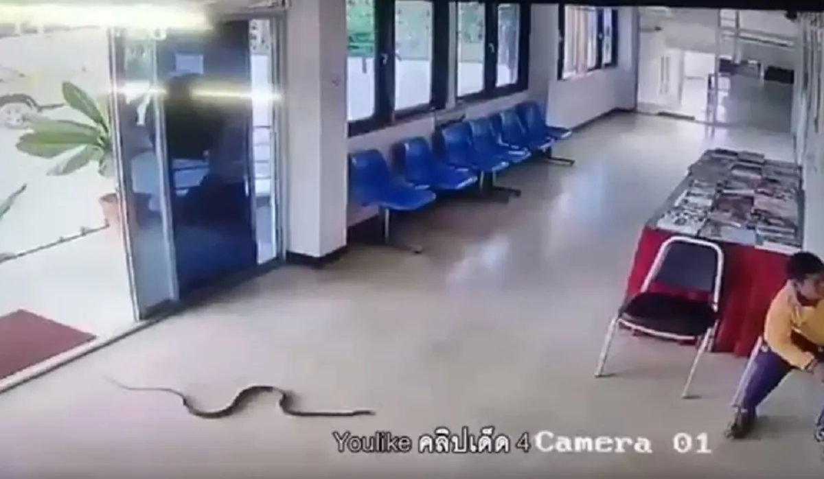 "หนุ่มใหญ่เสื้อส้ม"ทั้งชีวิตไม่เคยจับงูมาก่อน นำปล่อยคืนสู่ธรรมชาติ เชื่อมาให้โชคโรงพักใหม่"สภ.ไผ่โทน" (คลิป)