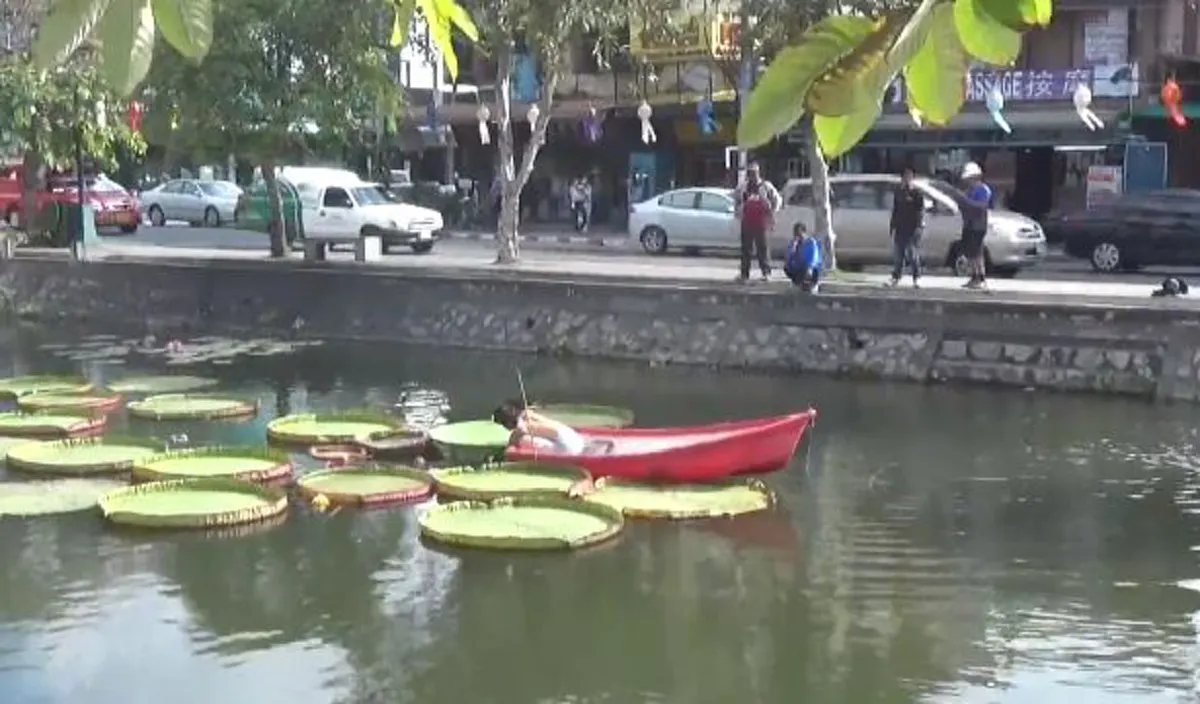 สั่งรื้อ"บัวกระด้งปลอม"คูเมืองเชียงใหม่ หวั่น"นทท."ขึ้นไปยืนถ่ายรูป นึกว่าของจริงทั้งหมด