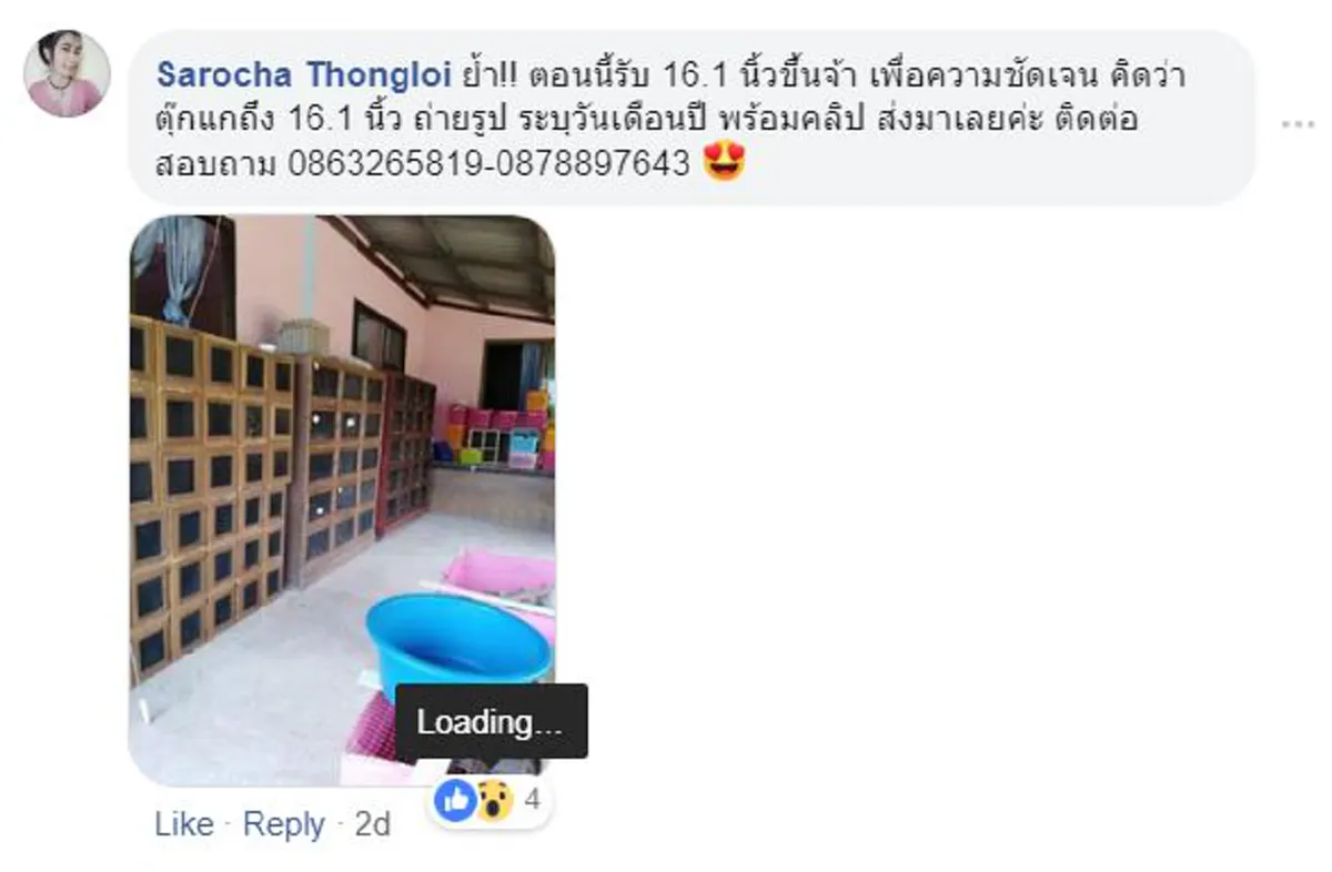 สาวโพสต์ รับซื้อ"ตุ๊กเเก" ซื้อจริงไม่ได้โม้ ราคาตามขนาด หลักร้อยถึงหลักล้าน