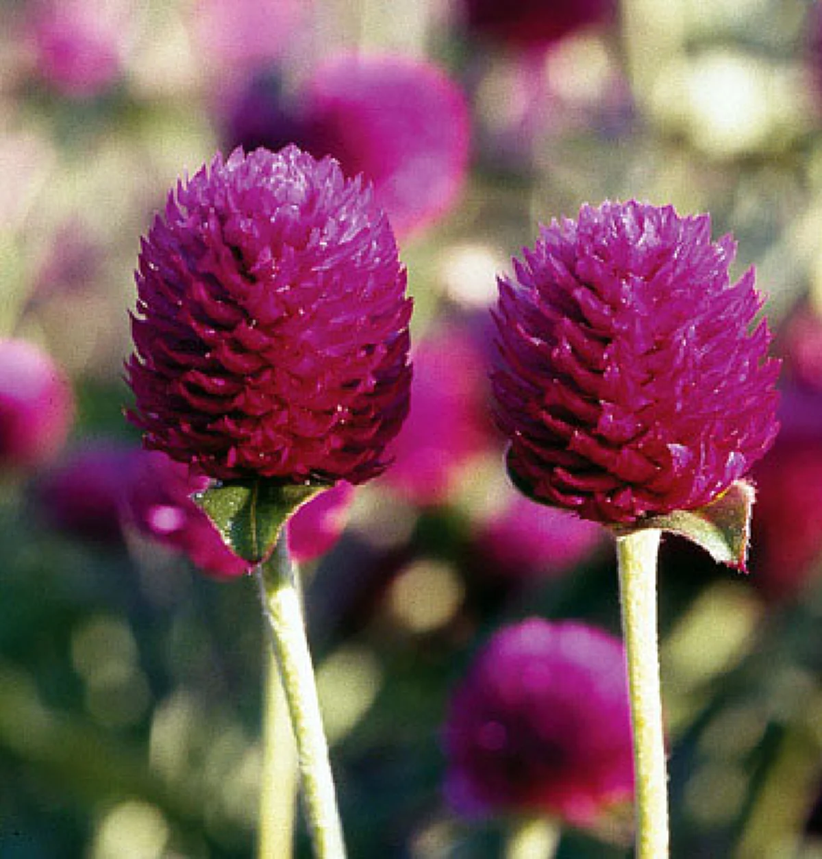 ไม้มงคลปลูกนิยมไว้ในบ้าน เพื่อเสริมโชคลาภ