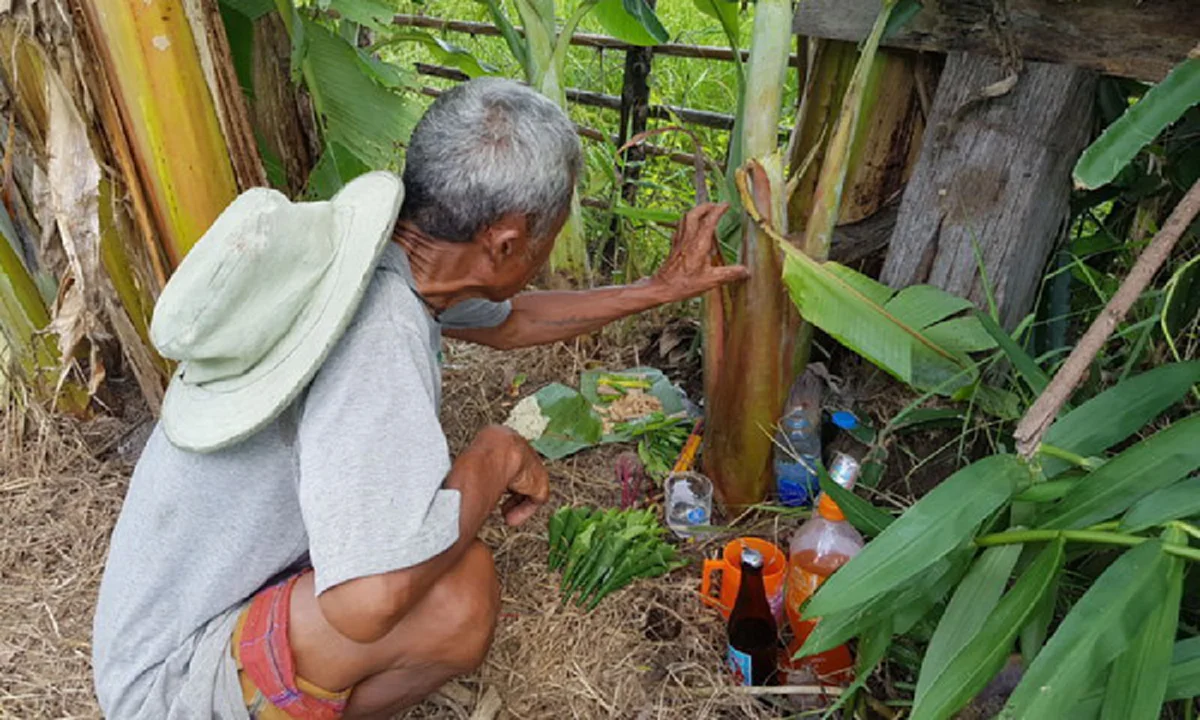 คุณตาประหลาดใจ ต้นกล้วยแปลกผุดขึ้นในสวน คอหวยไม่พลาดแห่ส่องเลขเด็ด