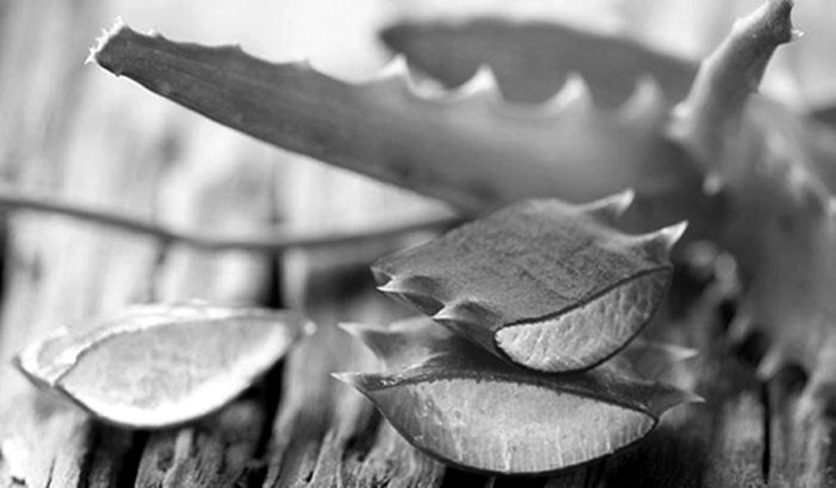 รีบแชร์เก็บไว้เลย!!! "ลบรอยแผลเป็นนูน" ด้วยสูตรสมุนไพรพื้นบ้านใกล้ตัว ง่ายๆ ปลอดภัย บอกลาปัญหากังวลใจได้เลย