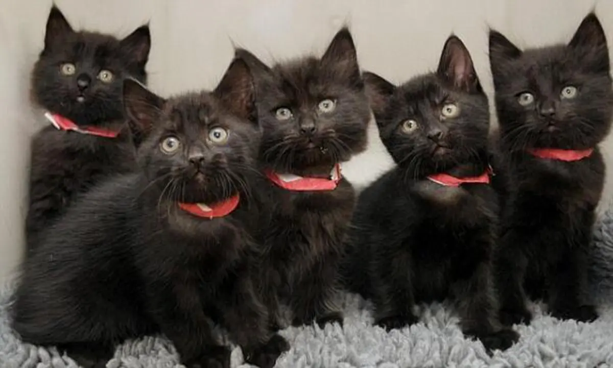 โบราณกล่าวไว้..."ห้ามเลี้ยงแมวห้า แมวหก"  เชื่อว่าจะเป็นอัปมงคลแก่บ้านเรือน แนะวิธีแก้ไขแบบสบายๆ ลองทำดู???