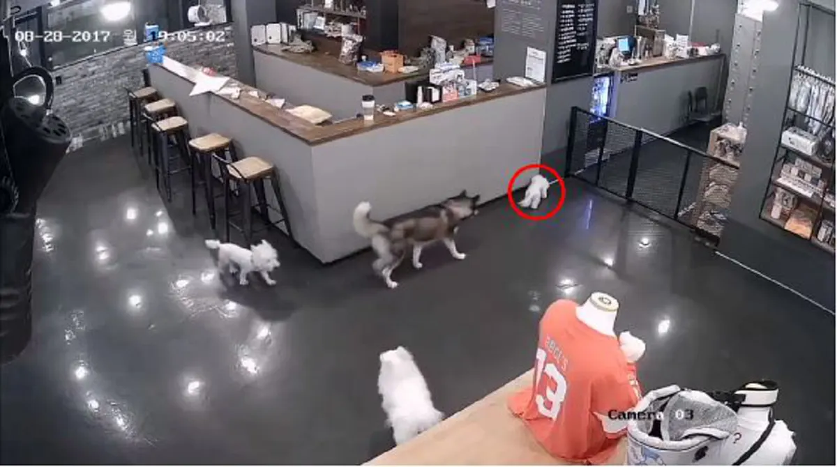 สลด !!! ฝาก "พุดเดิ้ล" ไว้ที่คาเฟ่สุนัข โดน "ฮัสกี้" ขย้ำตาย! ร้านแค่ขอโทษ (ดูคลิป)