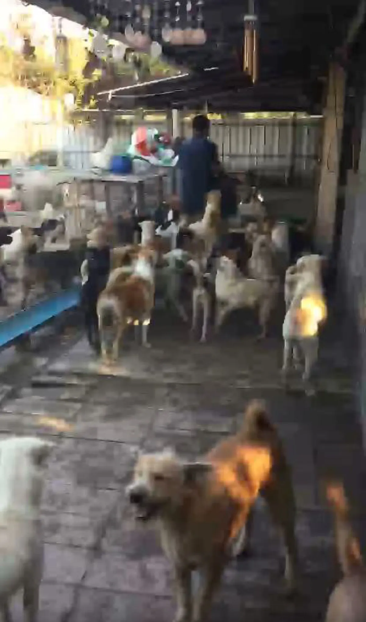 ช่วยหนูด้วย!!! โปรดหันมอง "บ้านพักพิงแก้วตา" ที่เลี้ยงสุนัขไว้กว่า 300 ตัว แต่ไม่ดัง จึงไม่มีคนสนใจ (รายละเอียด)