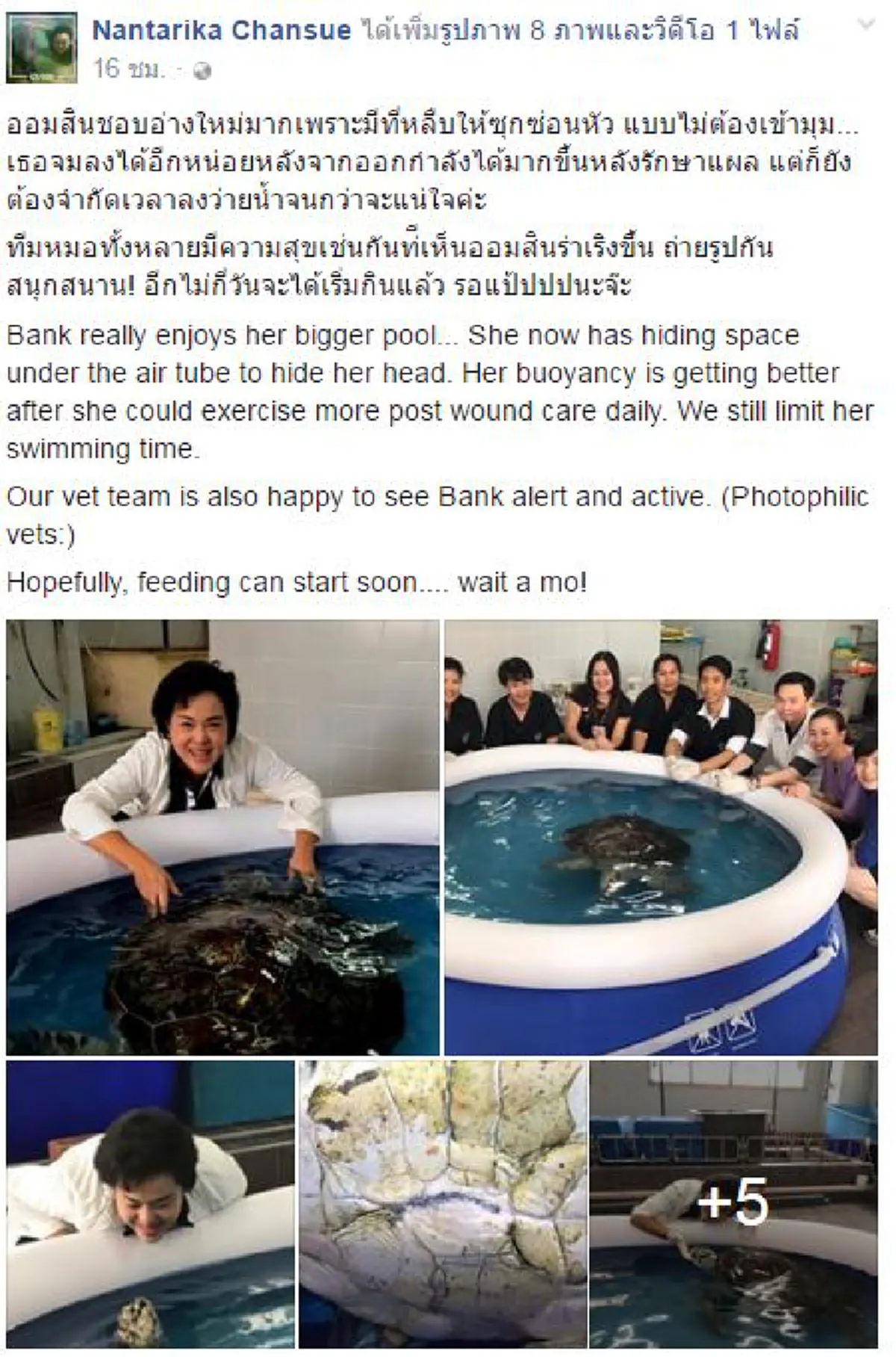 อีกไม่นานเกินรอ!!! "เต่าออมสิน" ว่ายน้ำออกกำลังรักษาแผลผ่าตัด แต่สิ่งที่เห็นทำเอาทีมสัตวแพทย์ยิ้มไม่หุบ (รายละเอียด)