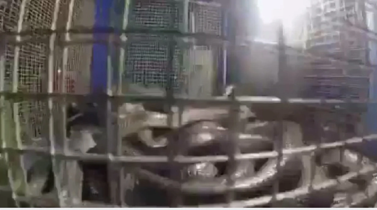 ถ้าคุณกล้า ท้าให้ลอง!! สะเต๊ะงูเห่า..ทำกันสดๆ เป็นๆ น่าทานขนาดไหนไปดูกัน (คลิป)