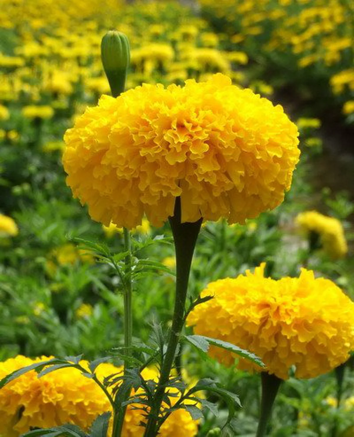 เป็นยิ่งกว่าดอกไม้ !! ความหมายอันลึกซึ้งที่ซ่อนอยู่ใน "ดารารัตน์" ดอกไม้แห่งความรัก และ "ดาวเรือง" ดอกไม้ประจำพระองค์ รัชกาลที่๙