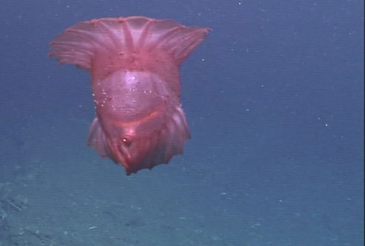 "ไก่ทะเลหัวขาด" สิ่งประหลาดใต้ท้องทะเลลึก ถูกบันทึกภาพได้เป็นครั้งแรก (คลิป)