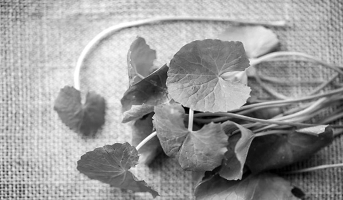 รีบแชร์เก็บไว้เลย!!! "ลบรอยแผลเป็นนูน" ด้วยสูตรสมุนไพรพื้นบ้านใกล้ตัว ง่ายๆ ปลอดภัย บอกลาปัญหากังวลใจได้เลย