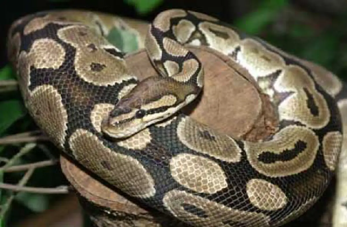 เผยคลิป!! งูหลามขาโหดเขมือบจระเข้ทั้งตัว พร้อมวิธีสังเกต งูเหลือมกับงูหลามต่างกันอย่างไร เทคนิคแยกชนิดงูแบบง่ายๆ รู้แล้วรีบแชร์ต่อ