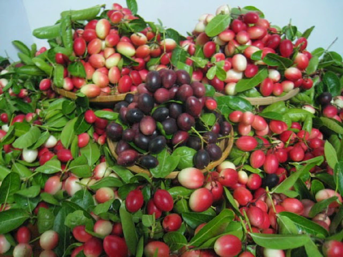 มะม่วงหาวมะนาวโห่ ผลไม้