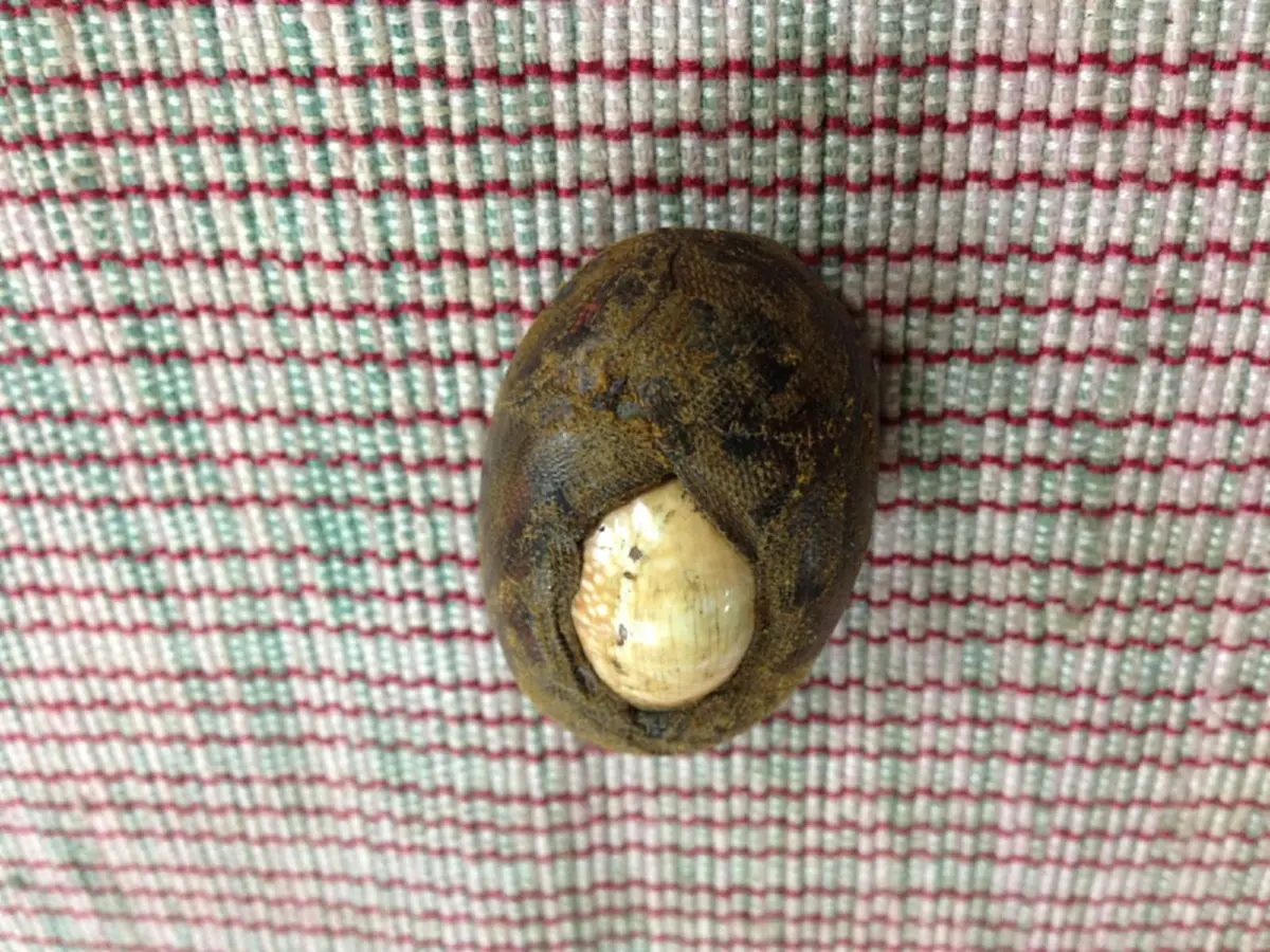 "เบี้ยแก้ วัดนายโรง" จักรพรรดิเครื่องรางที่ หลวงปู่รอด สร้างขึ้นในอดีตและโด่งดังมาถึงปัจจุบัน ใช้ กันผี ไข้ป่า คุณไสย ได้สารพัด!!! ดีสุดๆ!!