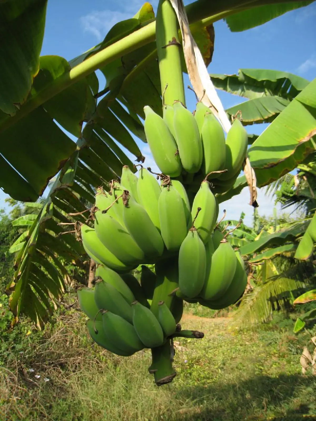 หุ่นดีได้ง่ายๆ แบบกล้วยๆ ผลไม้เนรมิตความสวยเพียงเลือกกินให้ถูกที่ ถูกเวลา มหัศจรรย์ผลไม้แบบไทยๆ