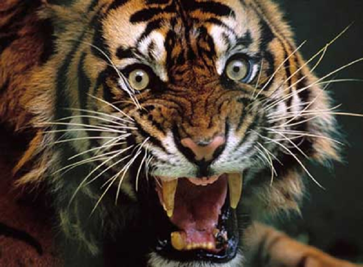 ตำนานเล่าขานที่ไม่ธรรมดาของ "เขาสมิง" !!! ดินแดนแห่งผู้ทรงธรรม หรือ ความแค้นจนพ่ายแพ้ต่อกรรม !!! #ที่สุดแห่งเรื่องเล่าครั้งโบราณ