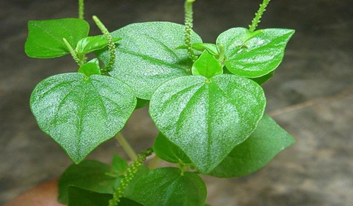 บ้านใครมีอย่าเพิ่งถอนทิ้ง!!! "ผักกระสัง" พืชสมุนไพรพื้นบ้าน ช่วยต้านมะเร็ง บรรเทาโรคเก๊าท์ และข้ออักเสบ ไม่มีราคา แต่คุณค่าสูงปรี๊ด