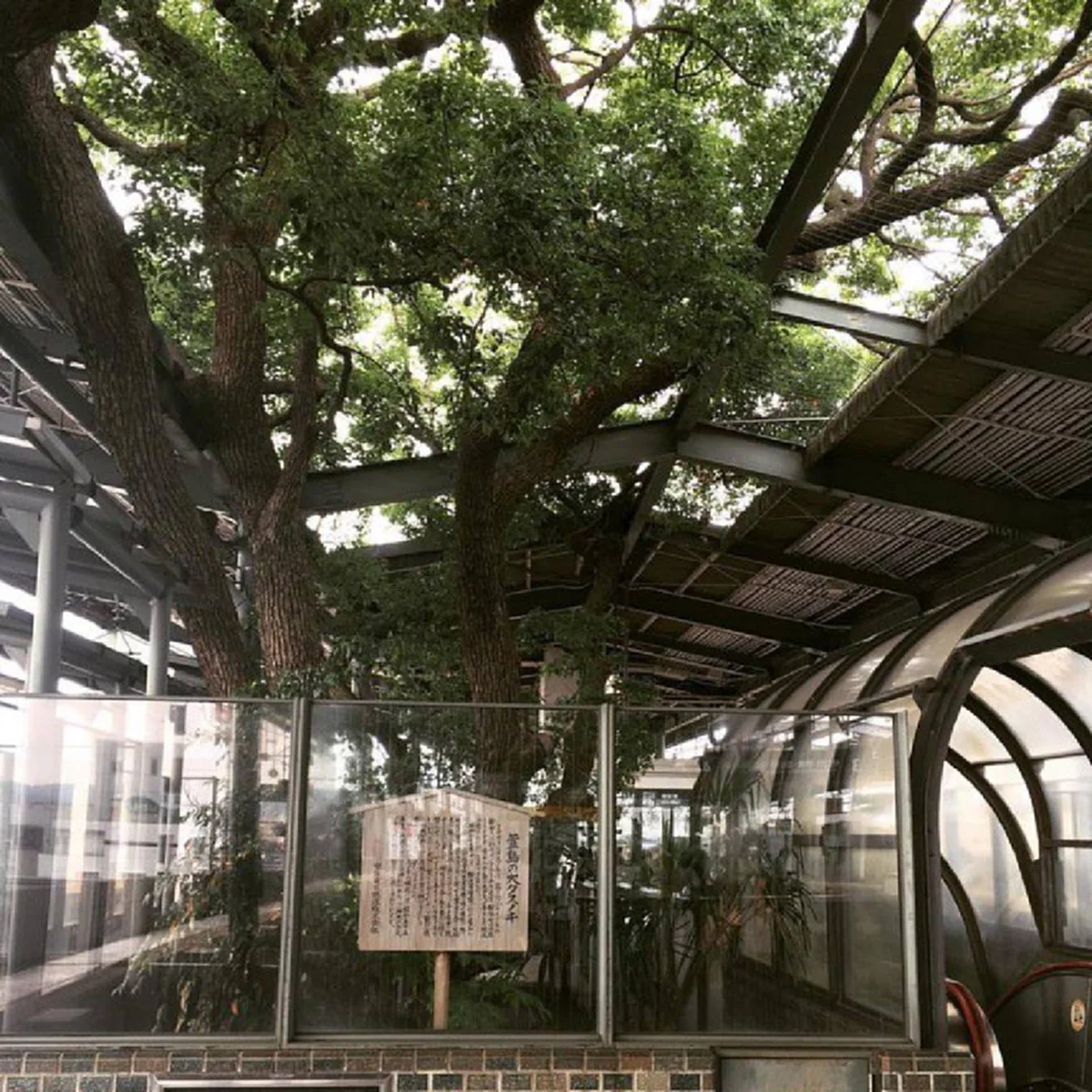 ไม่มีใครเหมือนและไม่เหมือนใคร!! สถานนีรถไฟญี่ปุ่น เจาะรูกลางสถานนี เพื่อรักษาต้นไม้ที่เคยให้ร่มเงากับคน ซึ่งมีอายุกว่า 700 ปี มาแล้ว (คลิป)