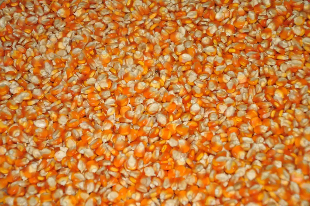 10พืชทนแล้ง ปลูกได้ ใช้น้ำน้อย