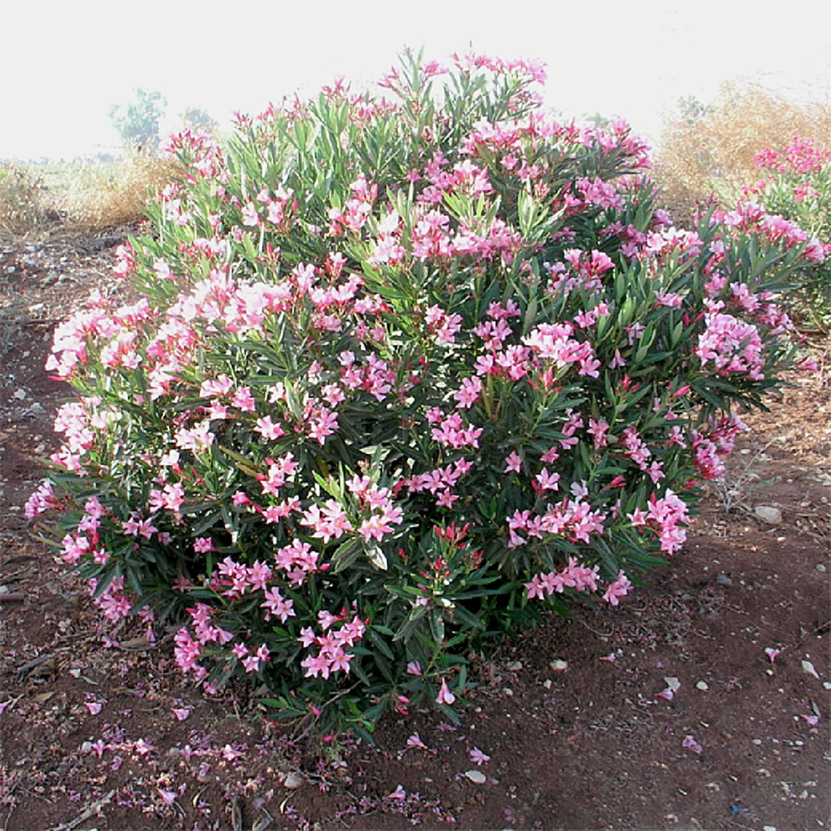 รู้อย่างนี้...ทำนานแล้ว!! เผยเคล็ดลับ "ไล่หนู" ให้พ้นบ้าน โดยไม่ต้องฆ่าให้บาป รับรองได้ผล อย่างไม่คาดคิด อ่านแล้วแชร์บอกต่อ!?!